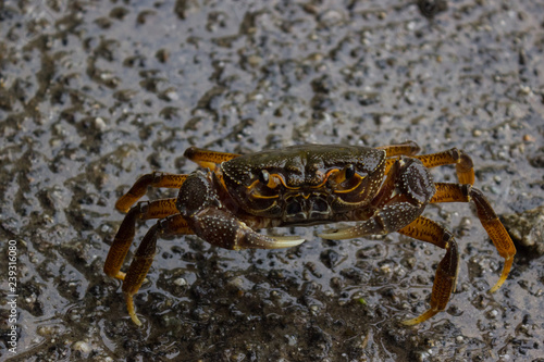delicious crab sits on a wet road holding pincers ready to attack
