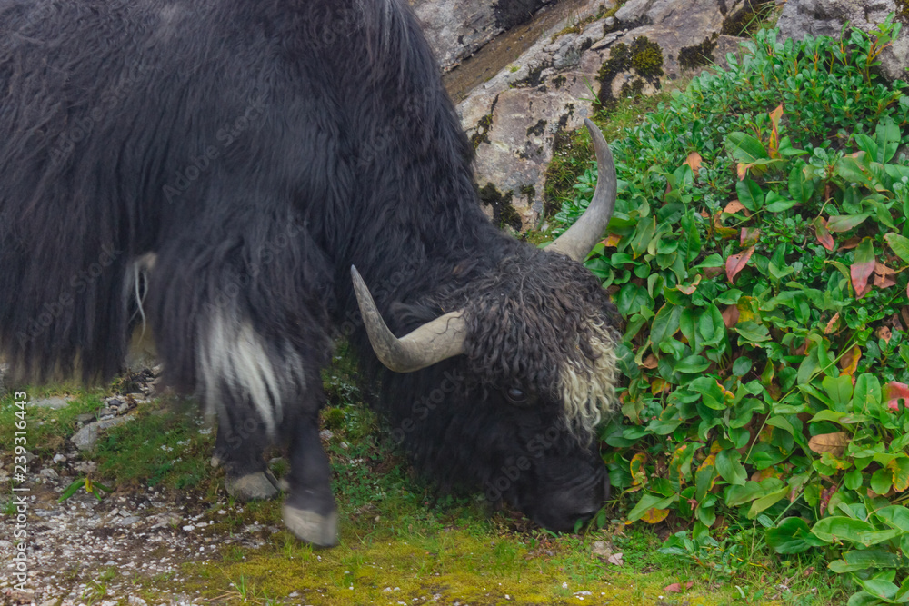 black and white yak with curly hair eating grass on the hill black and white yak with curly hair eating grass on the hill