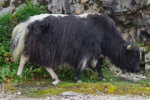 black and white yak with curly hair eating grass on the hill