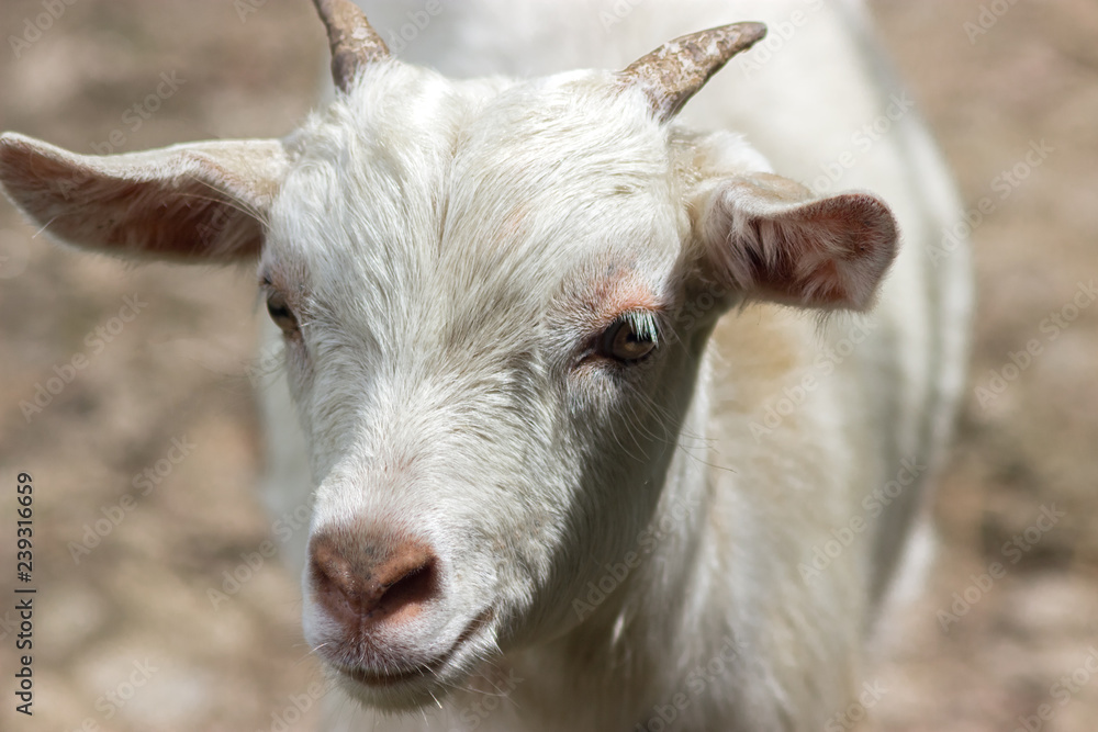 white goat with long eyelashes looks into the camera Stock Photo | Adobe  Stock