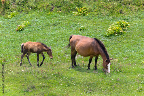 brown horse with foal grazing on a green meadow