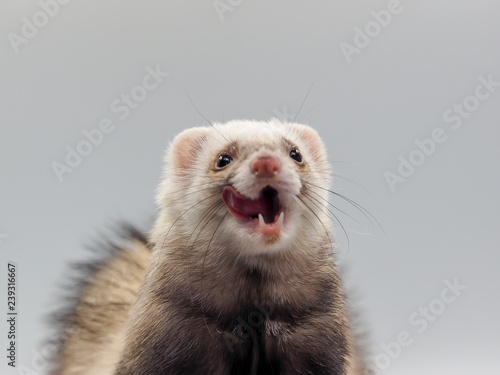 A ferret lick photo