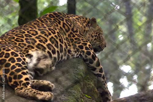 jaguar sleeps in natural habitat