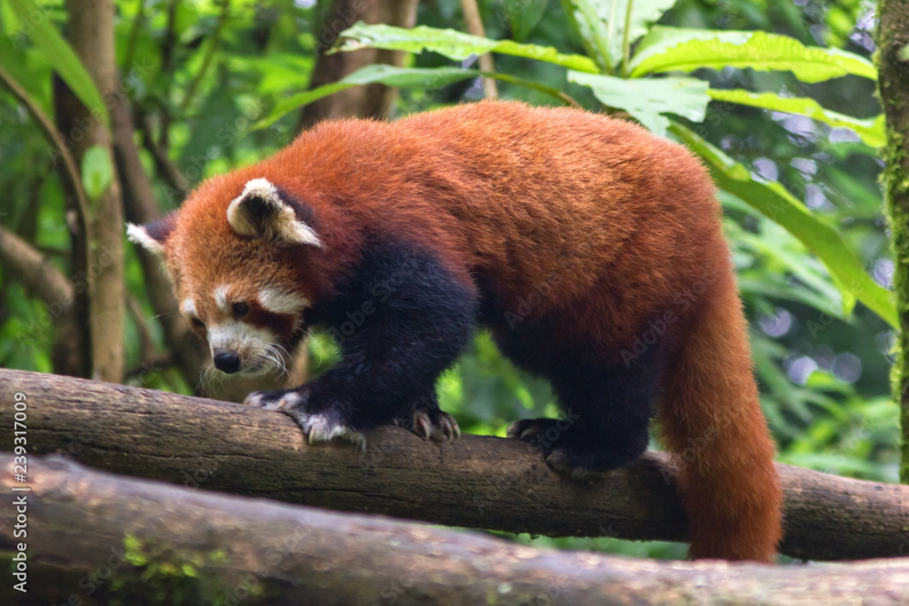 Fototapeta premium cute and fluffy red panda walks through the trees in its natural habitat