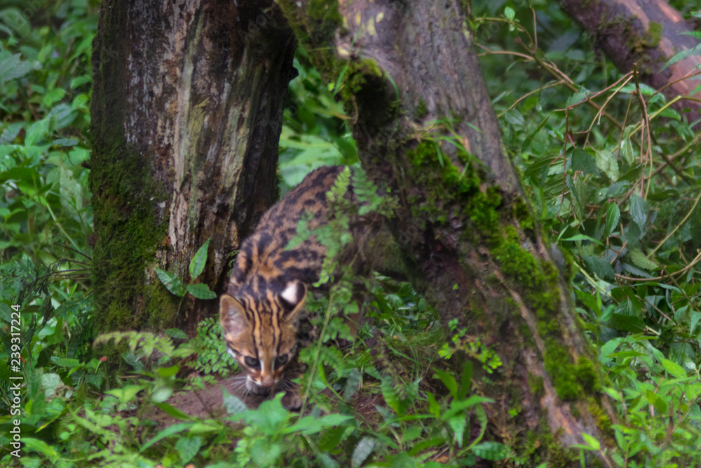 Bengal little leopard cat hunts in the natural jungle habitat Bengal little leopard cat hunts in the natural jungle habitat