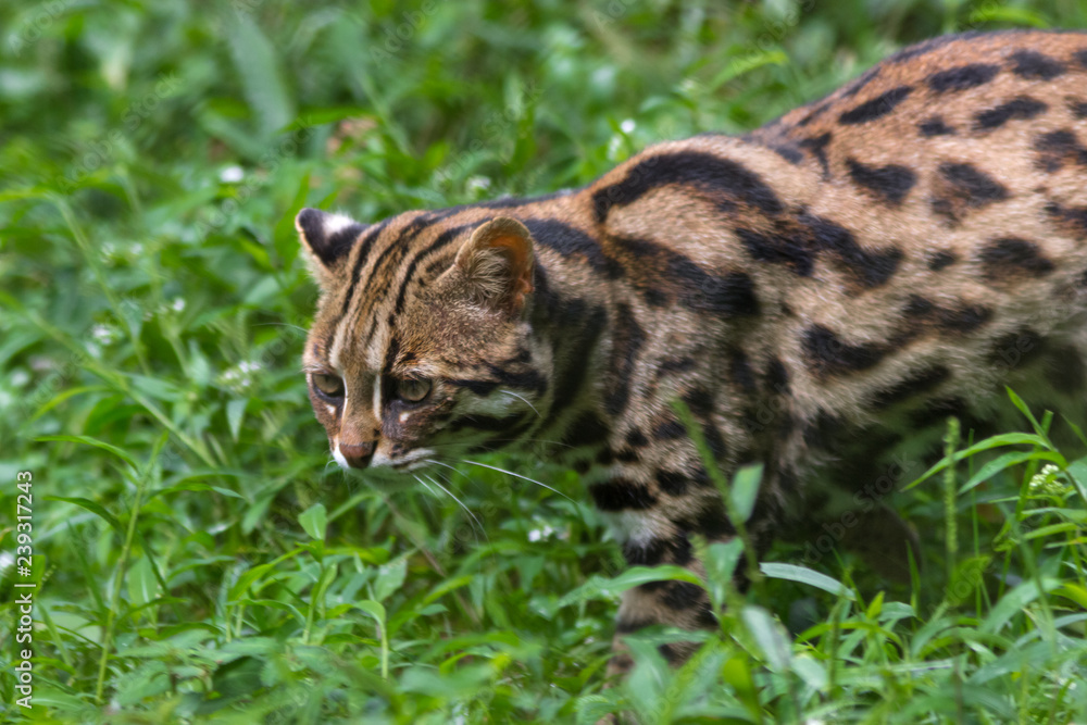 Obraz premium Bengal little leopard cat hunts in the natural jungle habitat
