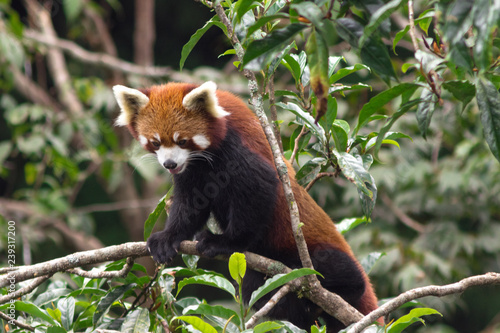 cute and fluffy red panda walks through the trees in its natural habitat