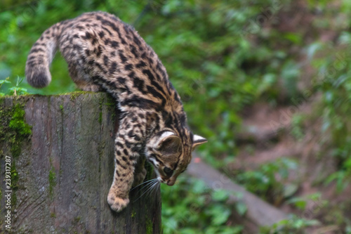 Bengal little leopard cat hunts in the natural jungle habitat