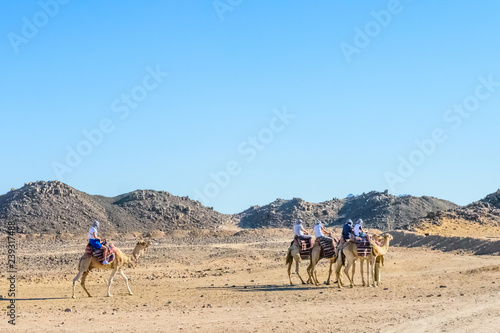 Group of tourists riding camels in arabian desert not far from the Hurghada city  Egypt