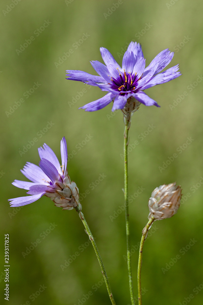 Fototapeta premium Macrophotographie fleur sauvage - Catananche bleue - Catananche caerulea