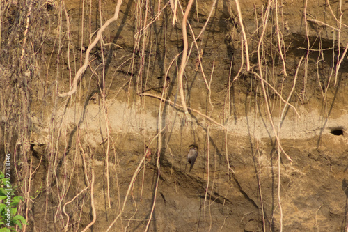 swallows nest in the rock photo