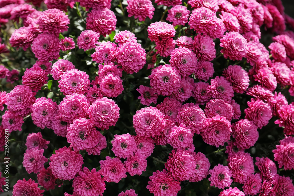 Plenty of beautiful chrysanthemum flowers Plenty of beautiful chrysanthemum flowers