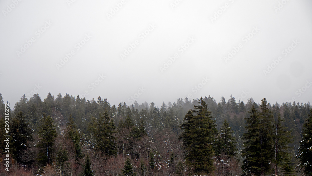 A stunning drone shot of a misty alpine forest. The snow covered trees are shrouded in mist and cloud in the winter woodland environment. A stunning drone shot of a misty alpine forest. The snow covered trees are shrouded in mist and cloud in the winter woodland environment.