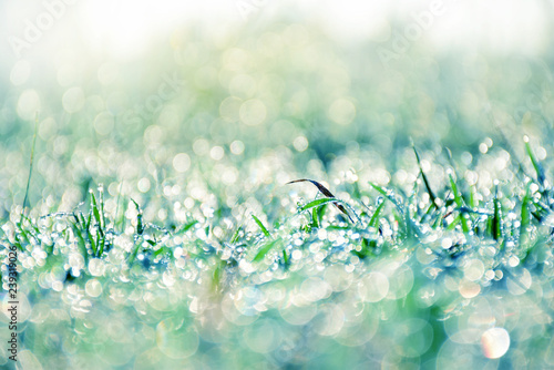 Bokeh of dew drops on the grass in the morning