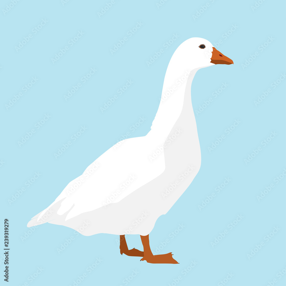 Obraz premium A white goose