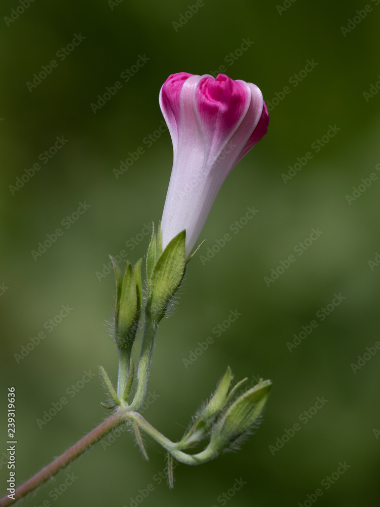 Fototapeta premium Morning Glory Rising
