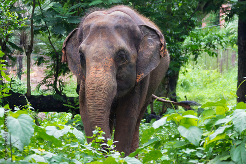 Sticker a big elephant walks through the jungle among huge leaves