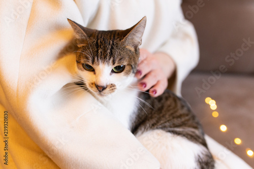 spotted cat in her arms against the background of a light coat and festive lights