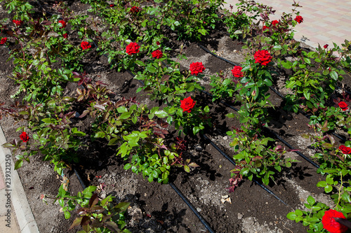 drip irrigation, flower bed with roses in a public park