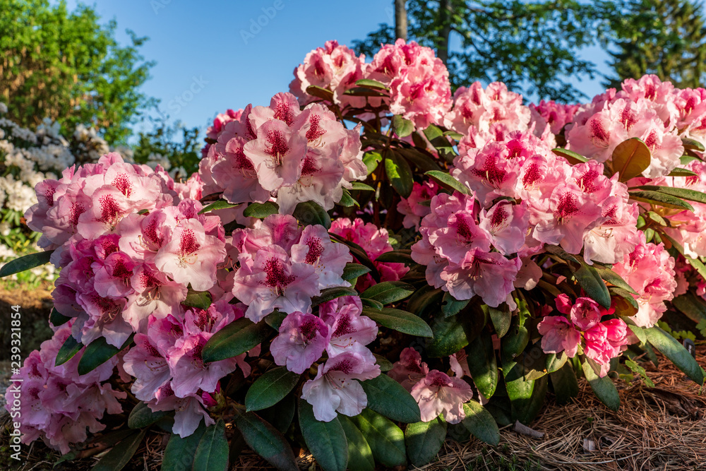 Beautiful shrub of pink rhododendron flowers