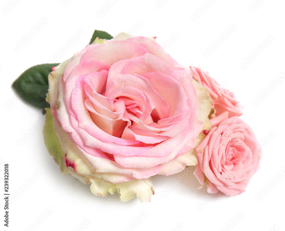 Beautiful pink roses on white background Beautiful pink roses on white background