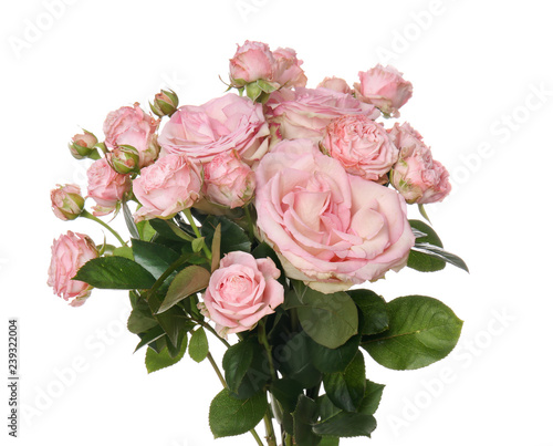 Beautiful fresh roses on white background