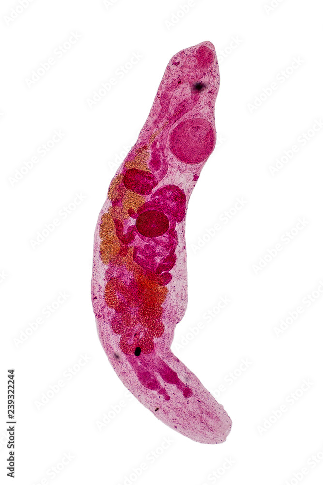Patterns and backgrounds of Parasitic, Study for Anatomical pathology