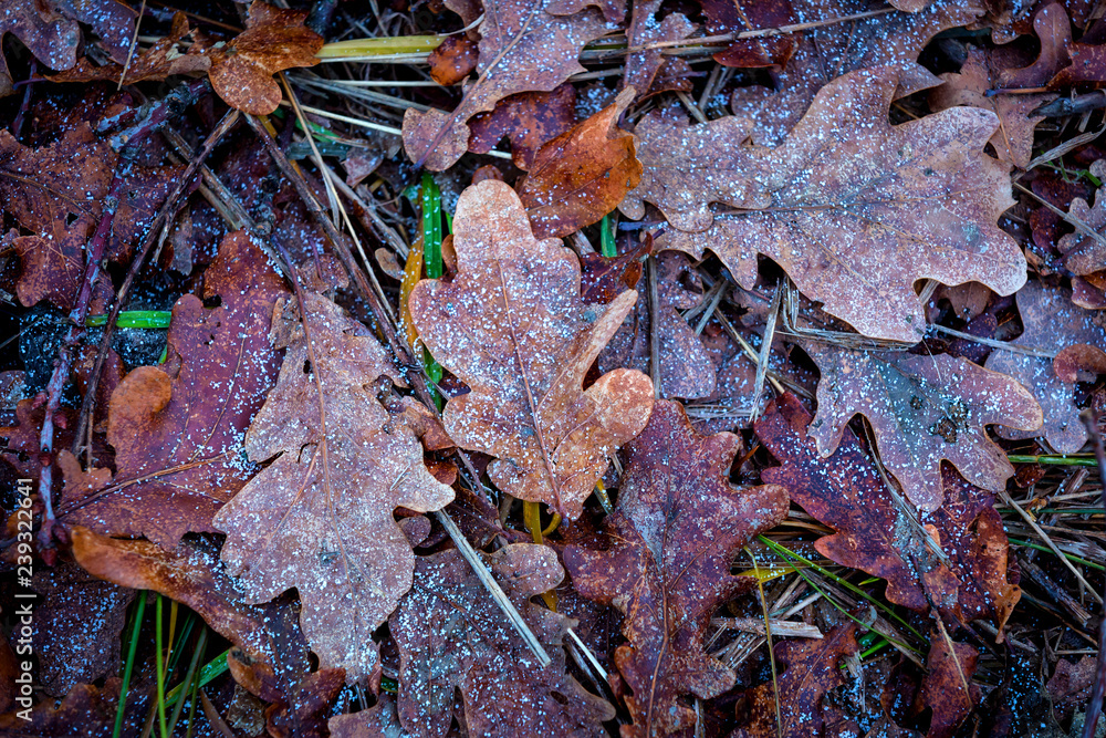 oak leafage in frost