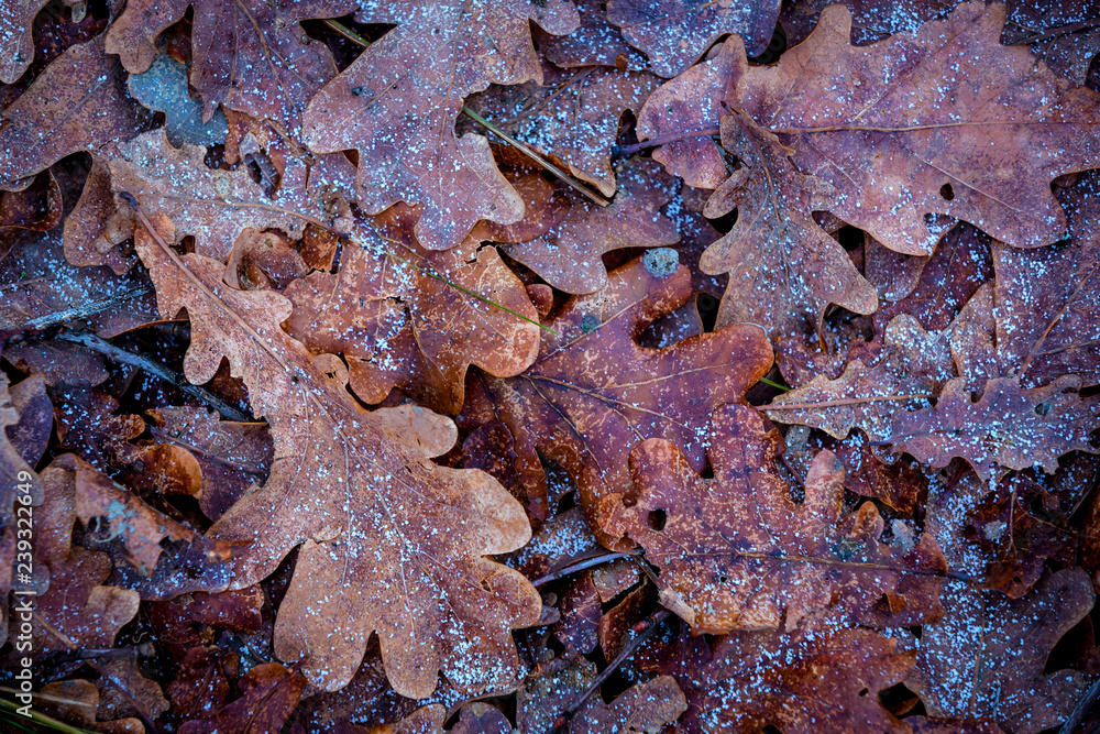 frozen oaks leafage - abstract natural background frozen oaks leafage - abstract natural background