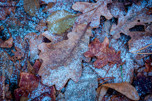 frozen oak leafage