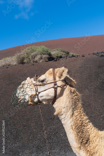 Camel with muzzle, National Park Timanfaya, Lanzarote, Canary Islands