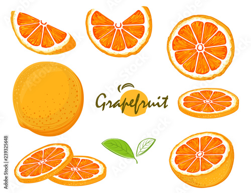 hand drawn fresh grapefruit fruits, collection of vector illustrations