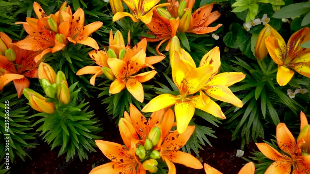 Colourful flowers in beautiful garden Colourful flowers in beautiful garden