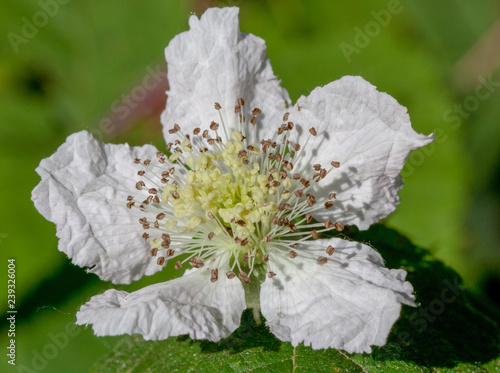 Macrophotographie fleur sauvage - Fleur de ronce - Rubius fruticosius photo