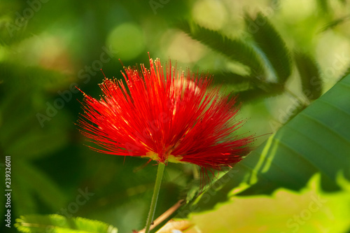 Red tassel flower