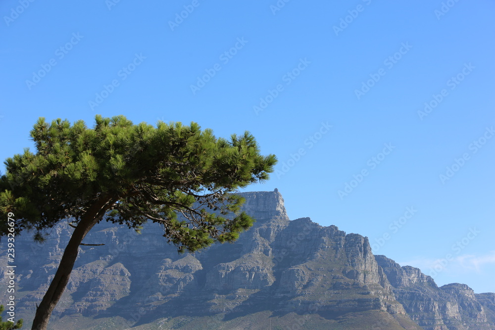 kapstadt tafelberg mit baum