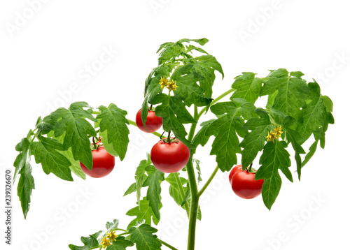 Tomato plant flowers, twigs or branch isolated on white background	