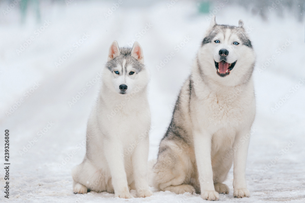 Winter portrait of lovely couple of siberian husky puppies standing on snowy road. Cute breeding male & female white dogs in love. Beautiful domestic funny pet family. Pair of playful animals friends