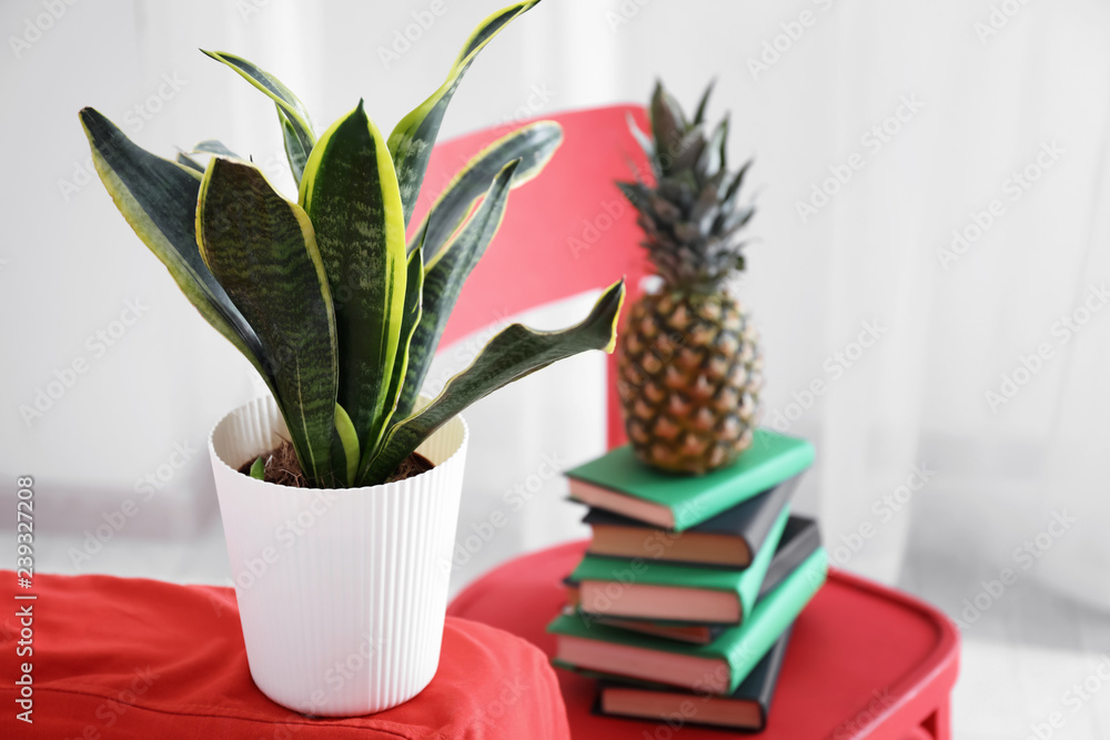 Fototapeta premium Decorative sansevieria plant on sofa in room