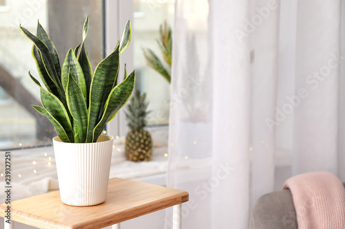 Decorative sansevieria plant on wooden table in room