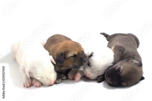 Puppies are cute Thai Bangkaew dogs 1 week. White background