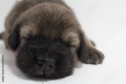 Cute puppies, white background, dog breed Bang Kaew Thai dog. © Stock.Foto.Touch