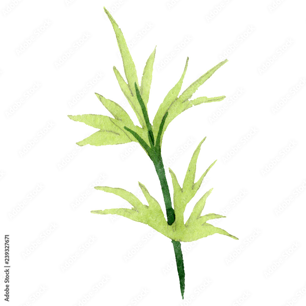 Obraz premium Zielony liść. Kwiatowy kwiat botaniczny. Zestaw ilustracji tle akwarela. Element ilustracji na białym tle liść.
