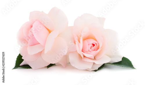 Pink roses flowers.