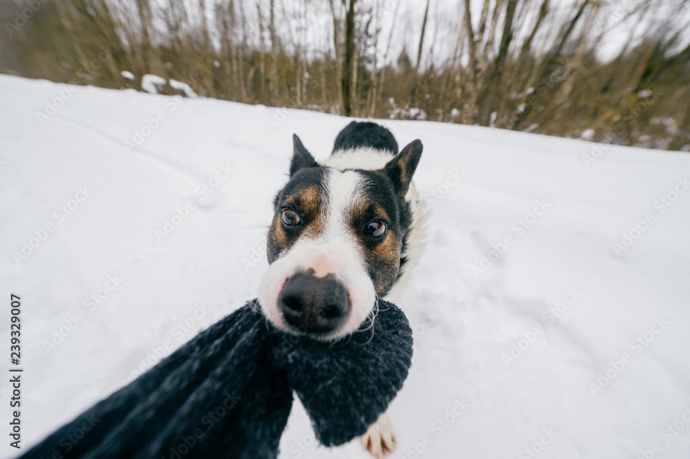 Funny angry crazy dog pulling owner hand on winter  snowy road. Domestic breeding pet playing with wool glove outddor. Wild animal biting. Strong powerful dog roaring. Hunting dog humorous muzzle.