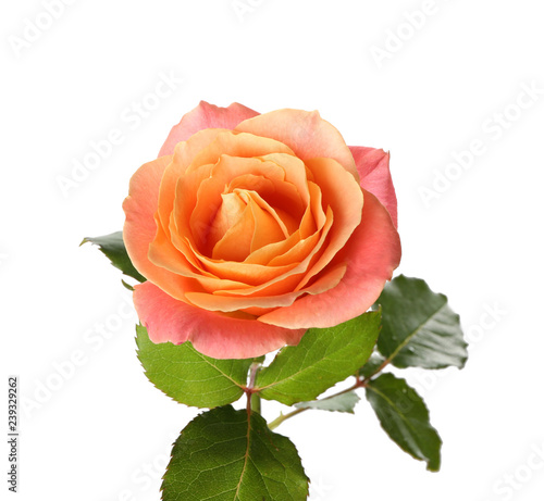 Beautiful rose on white background