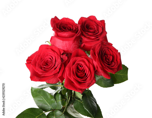 Beautiful red roses on white background