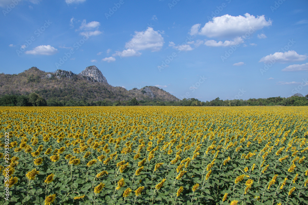 Sun flower in fields.Beautiful sun flowers background. Sun flower in fields.Beautiful sun flowers background.