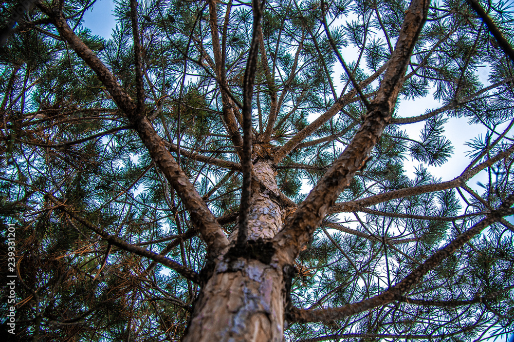 Fototapeta premium Beautiful Pine