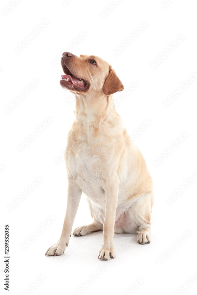 Cute Labrador Retriever dog on white background Cute Labrador Retriever dog on white background